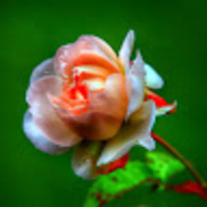 Meet your Posher, Diana